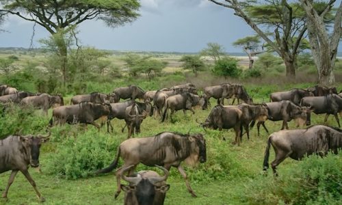 Zanzibar Tanzania Safaris